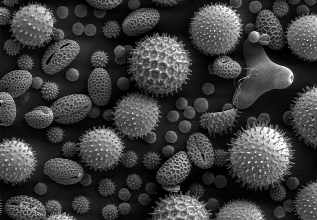 Chiropractic and the Immune System